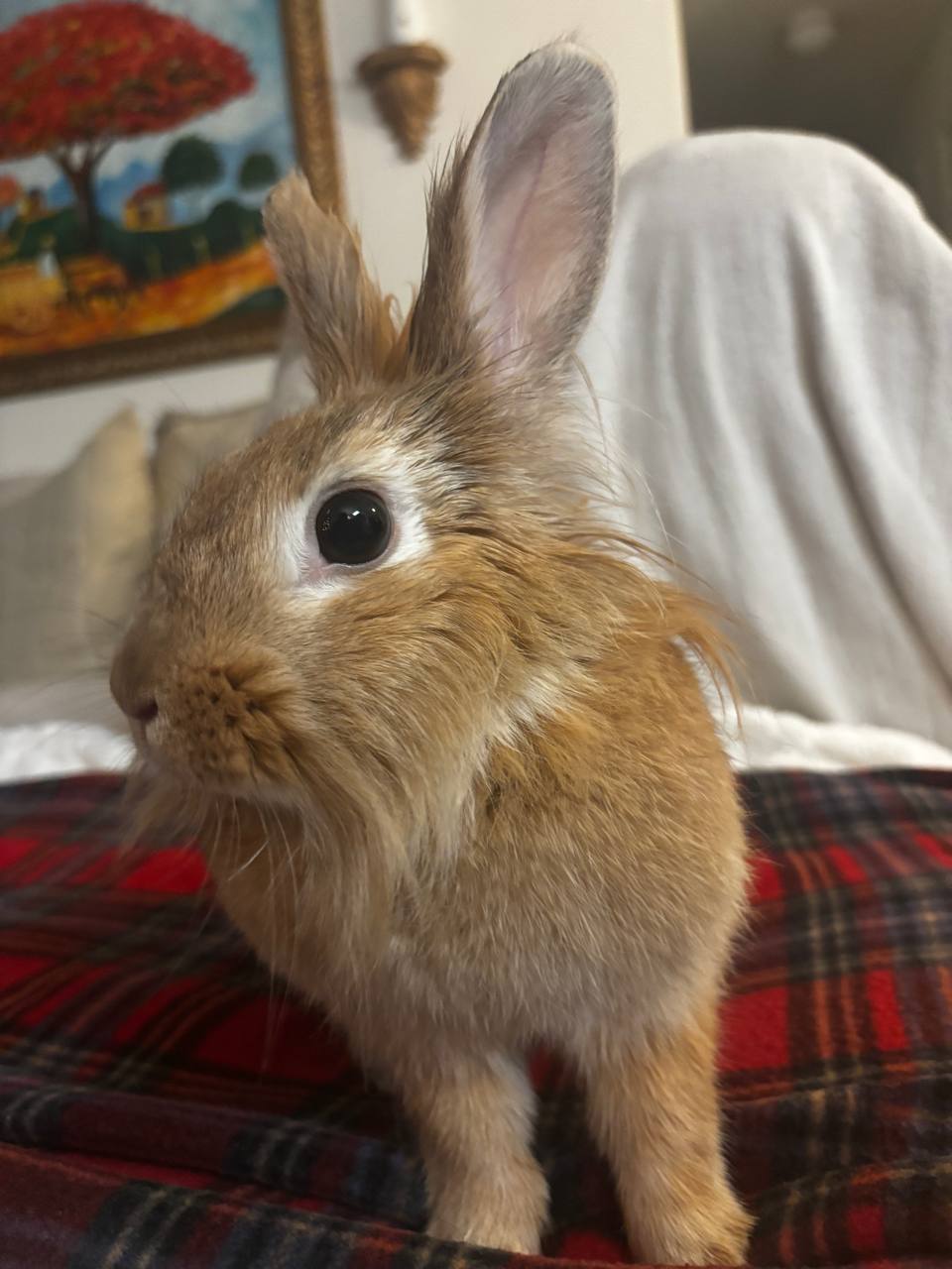 Mocha the bunny